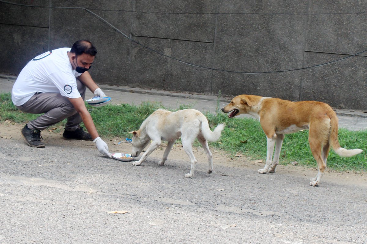 MoveTheWorldIN's tweet photo. As the lockdown restrictions continue to ease, it is time to go out and feed stray animals in your area. World Animal Protection and NDMC are feeding strays in North Delhi. You can join too.
#dogs #volunteers #supporters #betterlivesfordogs #DontForgetThem #COVID2019 https://t.co/zBz3M3w4jO