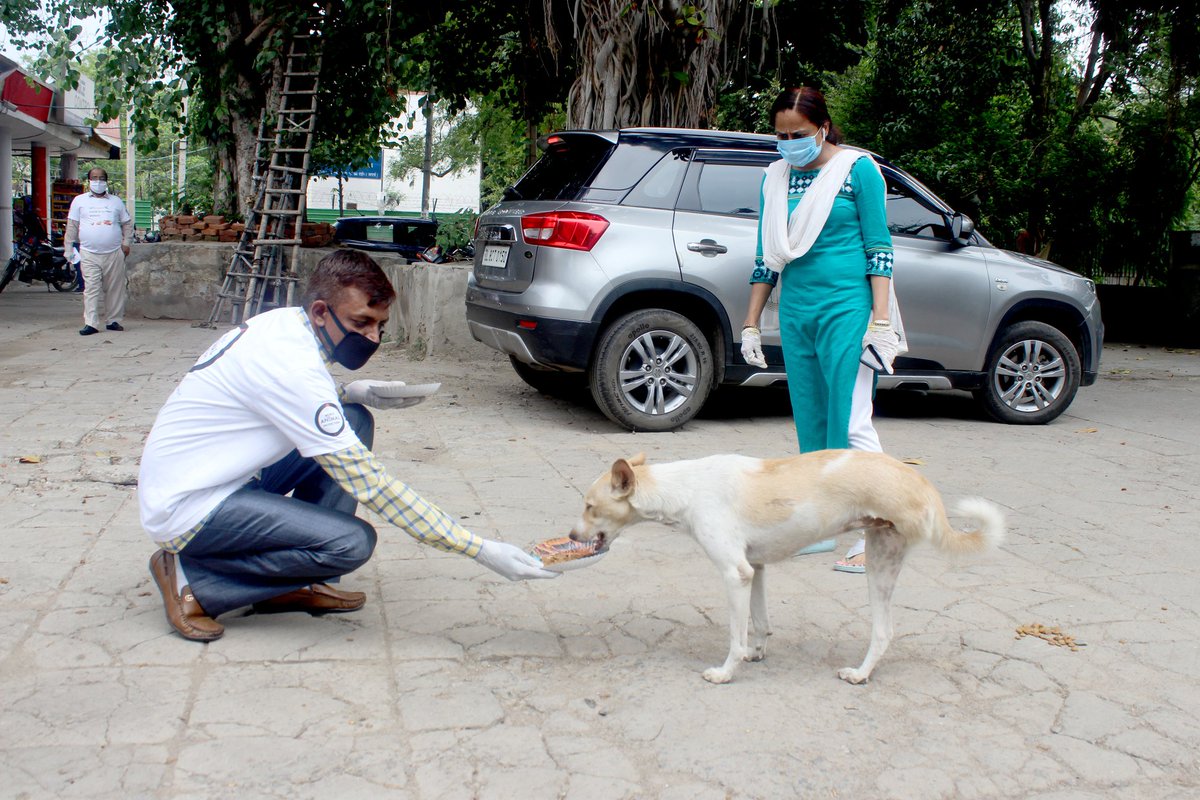 MoveTheWorldIN's tweet photo. As the lockdown restrictions continue to ease, it is time to go out and feed stray animals in your area. World Animal Protection and NDMC are feeding strays in North Delhi. You can join too.
#dogs #volunteers #supporters #betterlivesfordogs #DontForgetThem #COVID2019 https://t.co/zBz3M3w4jO