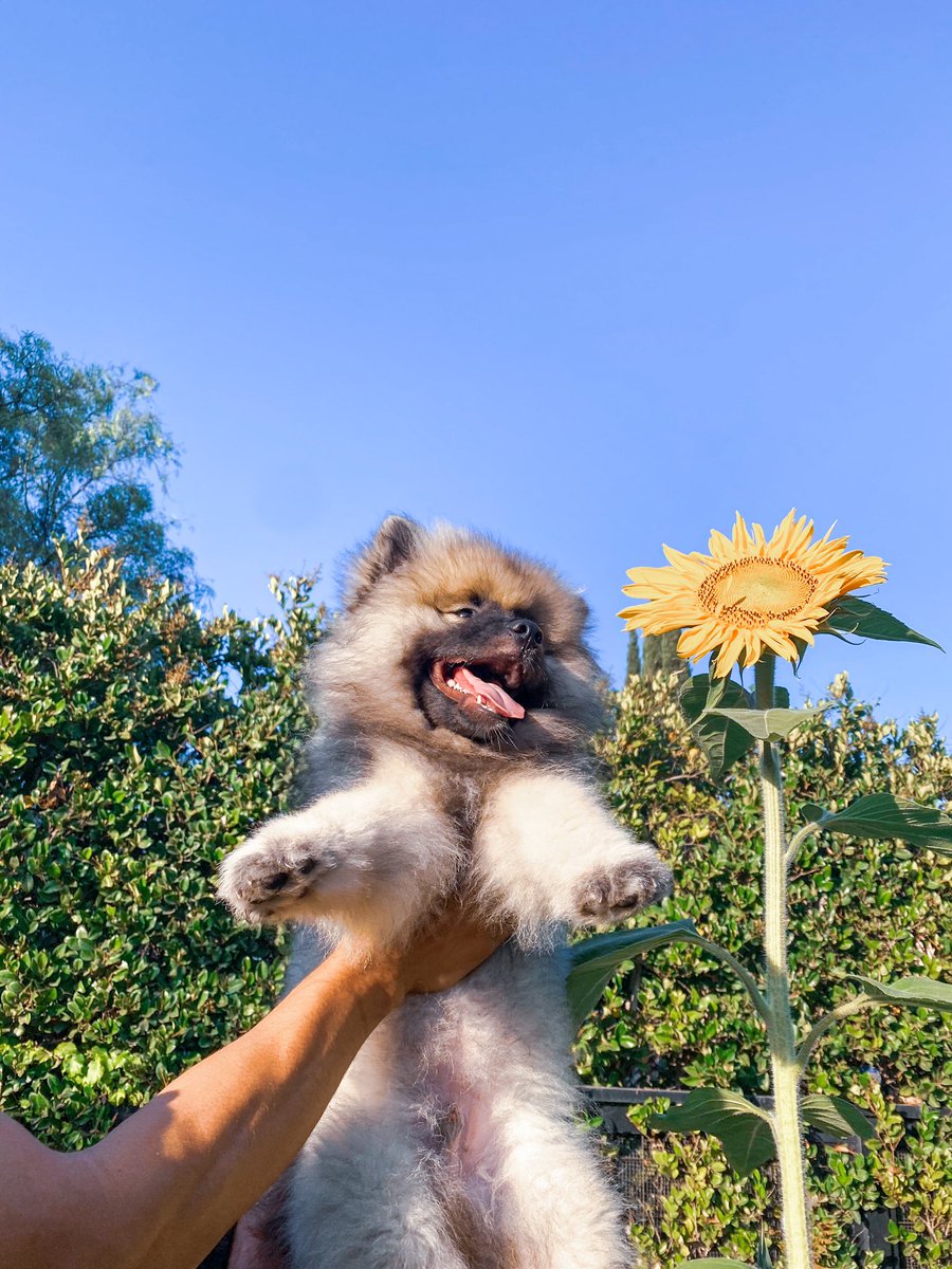 PAVGOD's tweet photo. ur the ˢᵘⁿᶠˡᵒʷᵉʳ 🌻 https://t.co/pEe6hWZpWD