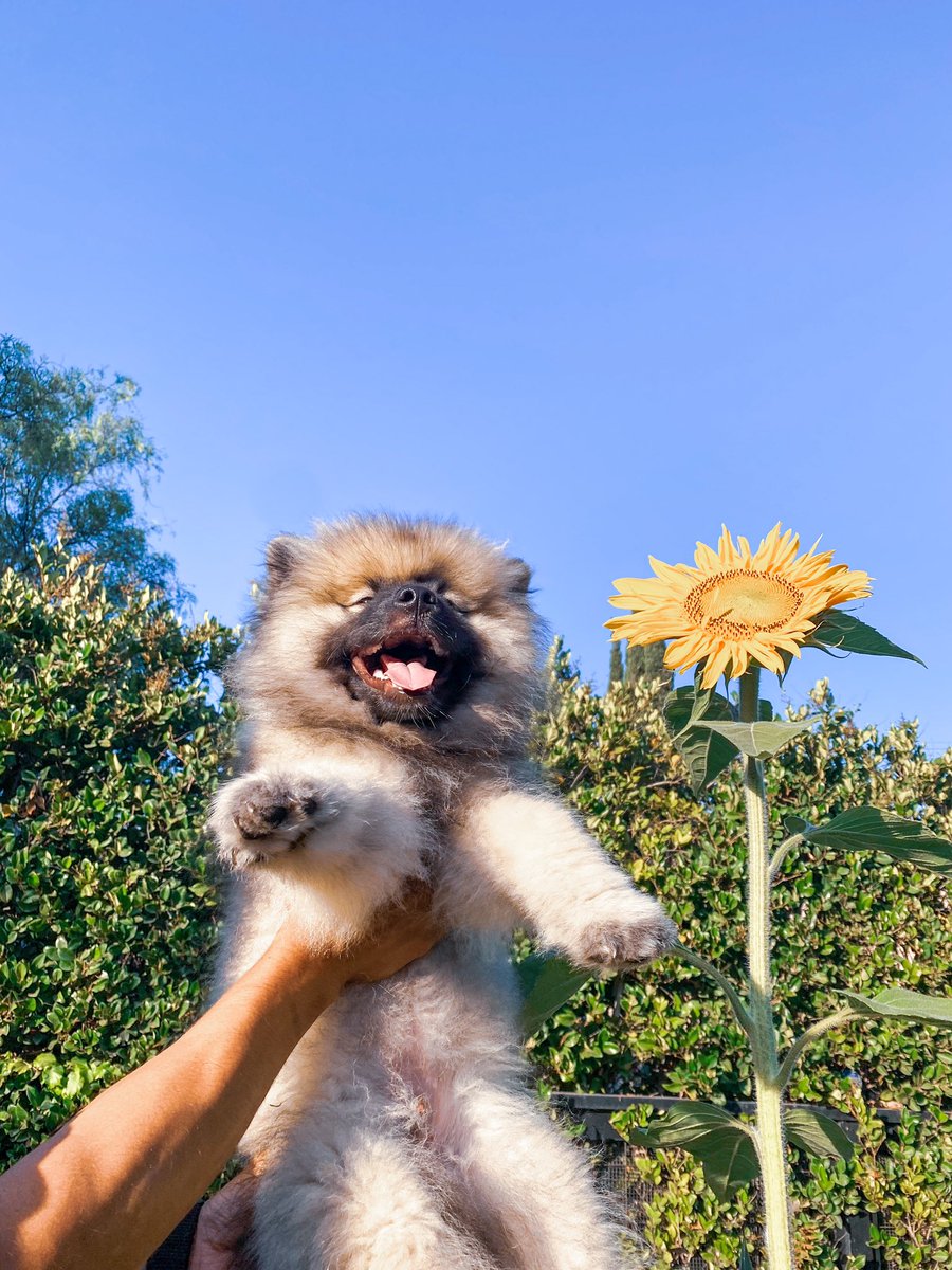 PAVGOD's tweet photo. ur the ˢᵘⁿᶠˡᵒʷᵉʳ 🌻 https://t.co/pEe6hWZpWD