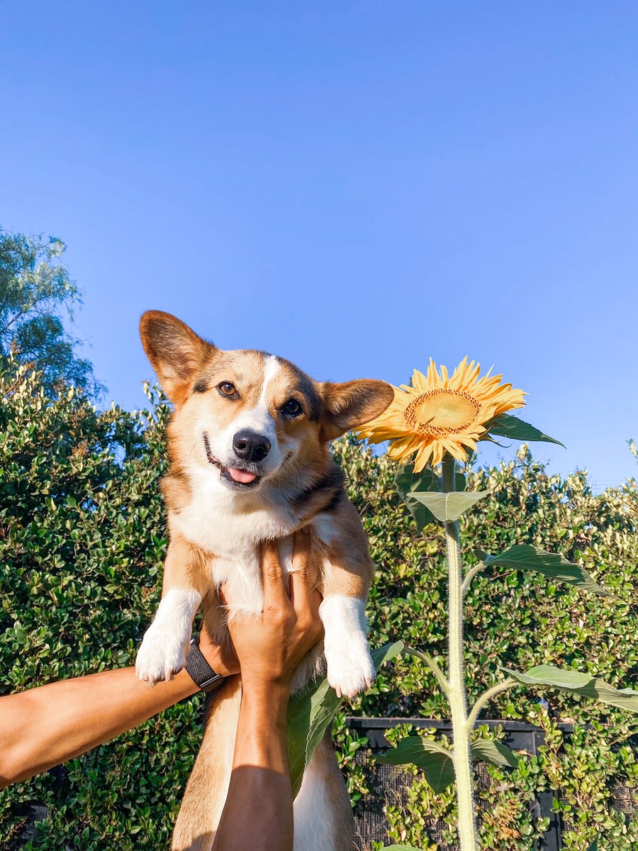 PAVGOD's tweet photo. ur the ˢᵘⁿᶠˡᵒʷᵉʳ 🌻 https://t.co/pEe6hWZpWD