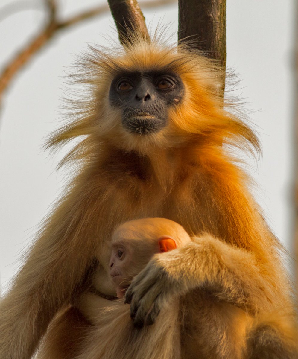 'Golden langur is the most critically endangered primate in India. This langur mother was seen basking in the sun, holding her two weeks old infant close to her in Kakoijana Reserve Forest, Assam, India. '

Photo & Caption: Mehtab Uddin Ahmed

#KnowYourPrimates #GoldenLangur
