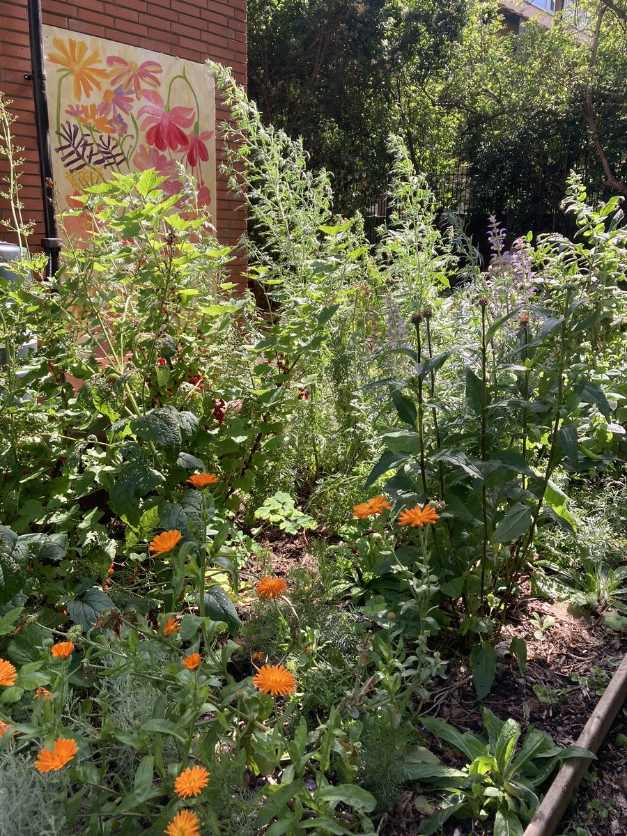 All this rain has been great for our plants!