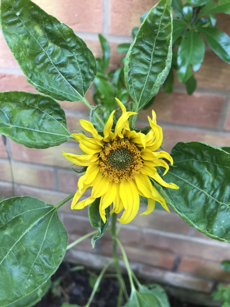 amyctruman's tweet photo. A cheery sight: our first @BnvilleVillage sunflower in bloom! #bournvillevillagesunflowerchallenge https://t.co/co7owBOGzl