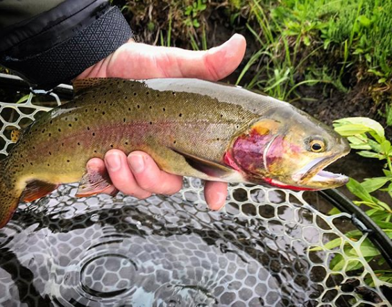 SnowbeeUSA's tweet photo. A nice #yellowstonecutthroat Full of #rustyspinner
.
.
#flyfishing #troutbum #snowbeeusa #snowbeeadventure #flytying #backpacking #optoutside #mountainlakes #hiking #getoutside https://t.co/PWvWtWUL3d