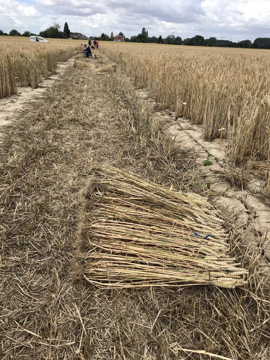6 juillet 2020 ▶️ top départ des premières récoltes! Ces plantes ont été minutieusement sélectionnées par toute l’équipe. Désormais c’est un travail de récolte très minutieux de plantes à plantes 🌾<a href="/GroupeFDesprez/">Florimond Desprez</a> #selection #blé #semences