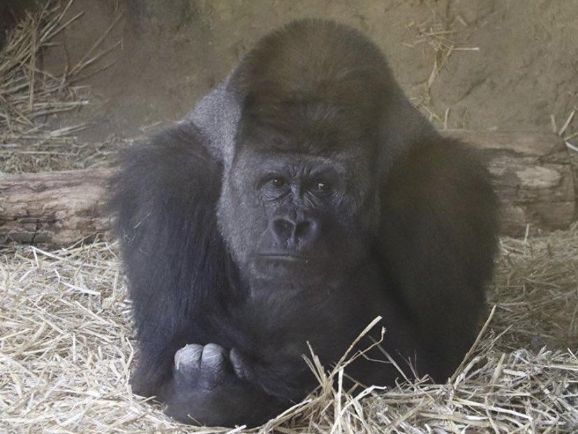 Sometimes it is good to sit and think for a while. Explore your mind and spirit 🦍🧠