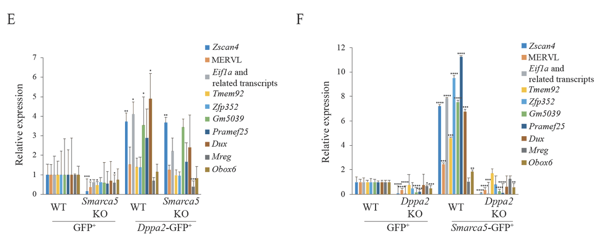 CeliaAlda9's tweet photo. Finally, we show that #Smarca5’s regulation of #ZGA-like #transcription in #ESC is dependent on its #ATPase activity and on #Dppa2 (6/6) https://t.co/4RnjEsZ54t