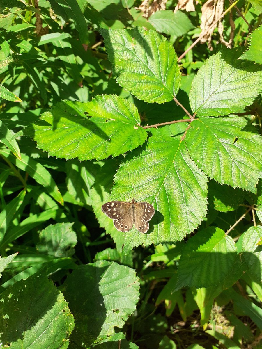 Today really was just an excellent day to be looking for insects. Skippers, Fritillaries, Skimmers and all the rest #UKWildlife #BFCRanger