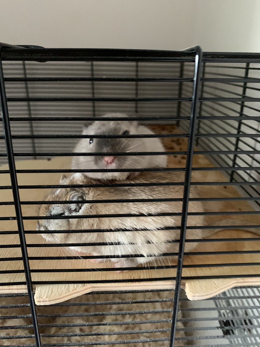 emmarenoo's tweet photo. Hey @FoxxKirsten do you like my gerbils there names are topsy and turnie they like spinach and apple https://t.co/HvDIFIJzs5