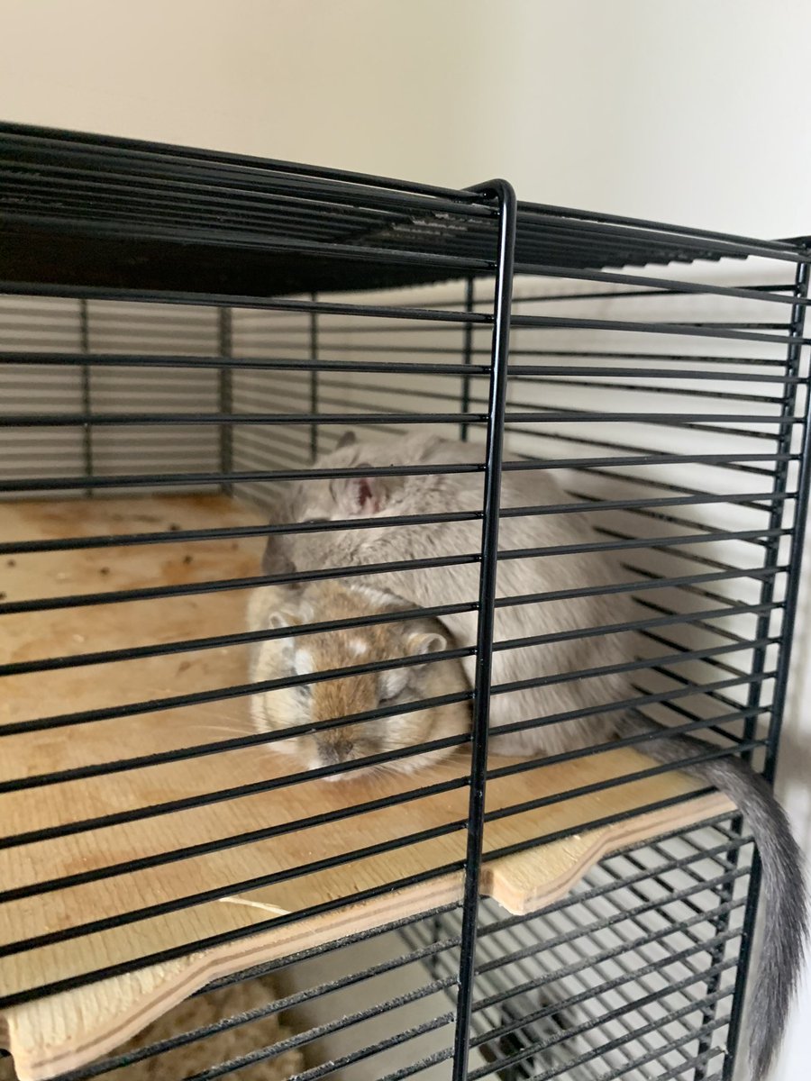 emmarenoo's tweet photo. Hey @FoxxKirsten do you like my gerbils there names are topsy and turnie they like spinach and apple https://t.co/HvDIFIJzs5