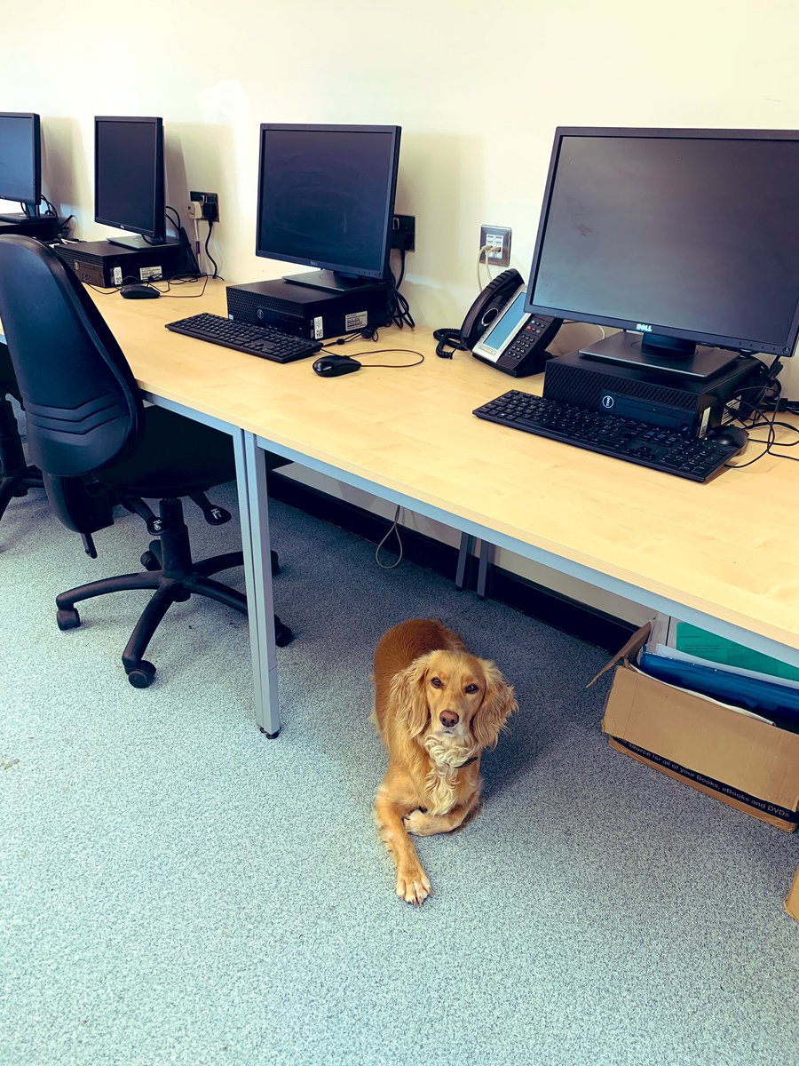 The English department have been busily writing #schoolreports for the #endofyear carefully monitored by Cassie the cocker spaniel who thinks everyone has done brilliantly- she says keep up the good work for the final week of school #endofterm #schoolsout #almost