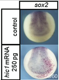 Dev_Bio_Journal's tweet photo. #DBteaser #DBfeatures #DevBio #ICYMI
"The transcription factor Hypermethylated in Cancer 1 (Hic1) regulates neural crest migration via interaction with Wnt signaling" by Heather Ray @HRay_Of_Sun and Chenbei Chang, July 15, 2020.
Read it here -> https://t.co/PbnnrNmpfZ https://t.co/IGLFwTWScV