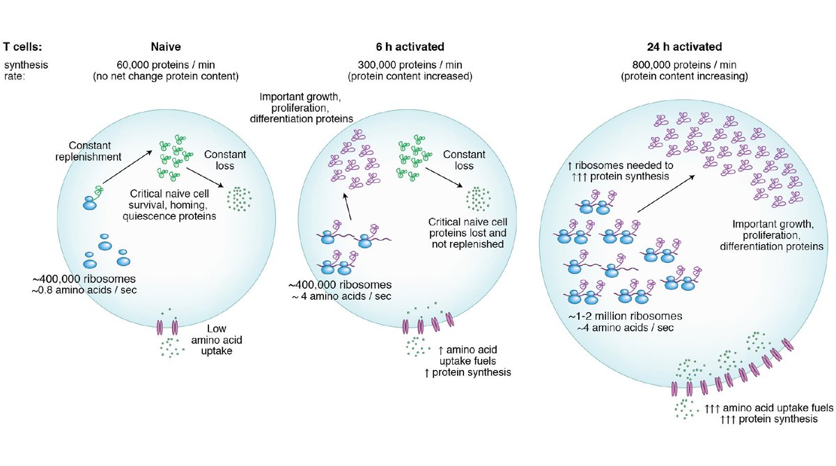 Out Today: our @NatureImmunol News & Views “The active inner life of naïve T cells”  https://www.nature.com/articles/s41590-020-0726-1 on the awesome  #tcell  #proteomics of  @RGeigerLab “Dynamics in protein translation sustaining T cell preparedness”10 reasons why this paper is super cool! … a thread1/12