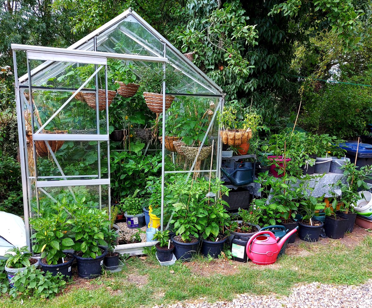 KellyWoodroffe's tweet photo. The greenhouse and outdoor chilli growing area is starting to resemble a smallish chilli jungle π #chillies #willbespicy #growingmyown #chillijungle https://t.co/toghwA4Cvk