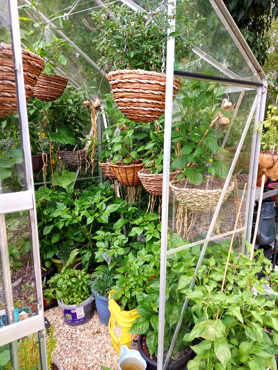KellyWoodroffe's tweet photo. The greenhouse and outdoor chilli growing area is starting to resemble a smallish chilli jungle π #chillies #willbespicy #growingmyown #chillijungle https://t.co/toghwA4Cvk