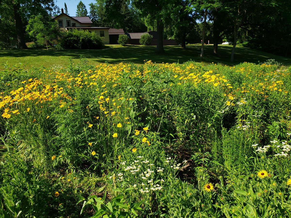 catfishcreekca's tweet photo. Have you checked out the #SpringwaterCA #Pollinator Garden yet? The garden is flourishing with many native flowers &amp; happy pollinators! Thanks to funding from the @tdfef, we were able to create this pollinator oasis (that is still growing!!). 
#MondayMotivation #NaturalChampions https://t.co/Dn1TihGwkO