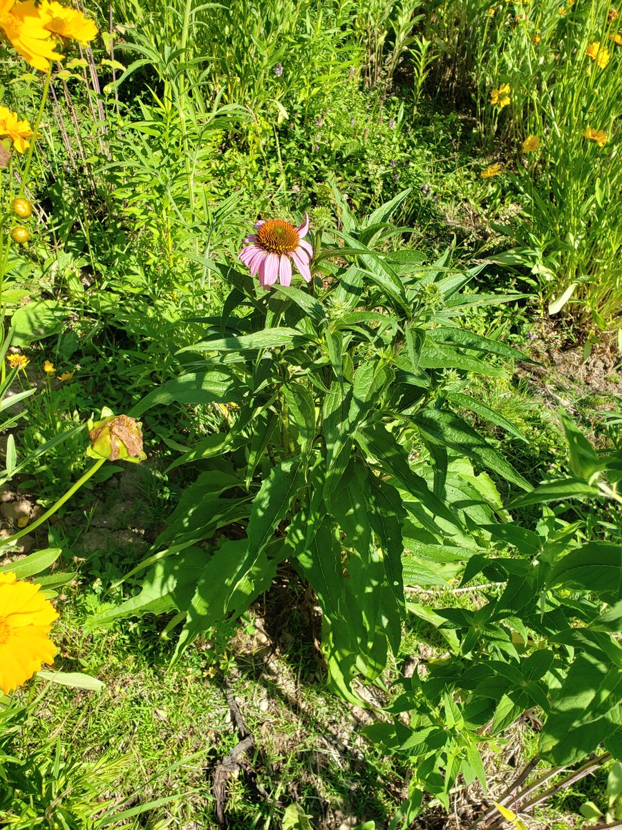 catfishcreekca's tweet photo. Have you checked out the #SpringwaterCA #Pollinator Garden yet? The garden is flourishing with many native flowers &amp; happy pollinators! Thanks to funding from the @tdfef, we were able to create this pollinator oasis (that is still growing!!). 
#MondayMotivation #NaturalChampions https://t.co/Dn1TihGwkO