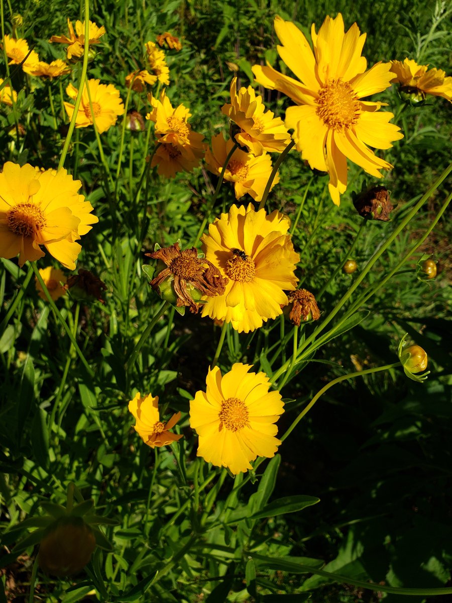 catfishcreekca's tweet photo. Have you checked out the #SpringwaterCA #Pollinator Garden yet? The garden is flourishing with many native flowers &amp; happy pollinators! Thanks to funding from the @tdfef, we were able to create this pollinator oasis (that is still growing!!). 
#MondayMotivation #NaturalChampions https://t.co/Dn1TihGwkO