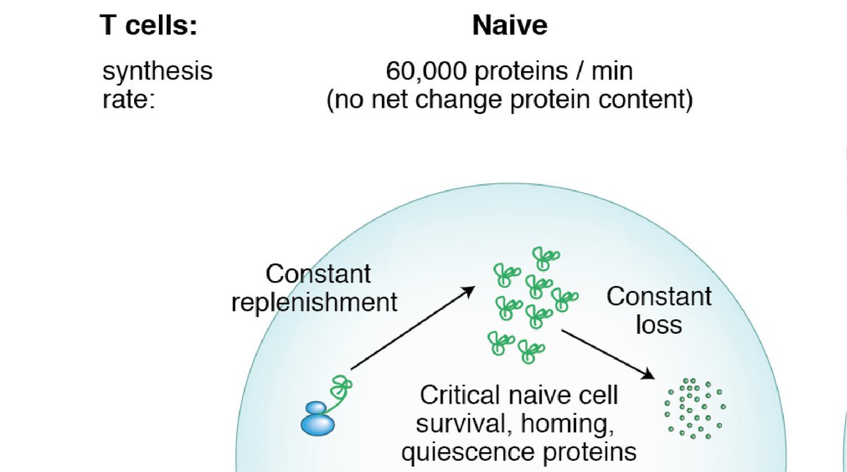 1) It busts the “inert” naïve T cell myth…. We all know that “naïve T cells remain in a ‘resting’ state until exposed to antigen”… but it’s not quite true! Naïve T cells are at least partially replenishing 19% of their protein species within the space of a day!