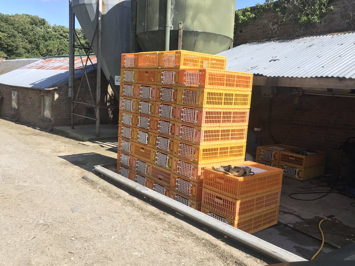 grj243's tweet photo. Last lot of #pheasants out and crates awaiting attention on the wash pad Roll on #October #highbirdshoot #NorthWales https://t.co/wgMfWm1OpP