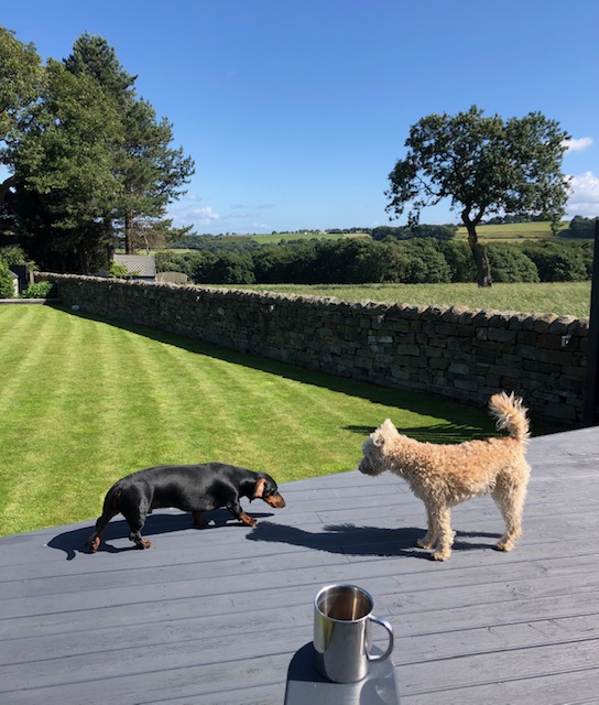 Great to Catch up with Damon <a href="/404Studios_/">Damon Mellor</a> Today for a Socially Distanced Coffee whilst enjoying the view and entertainment from the dogs #huddersfield #localbusiness #localconnect #webdeveloper #webdevelopment For The Best in Web Development Damon is Highly Recommended