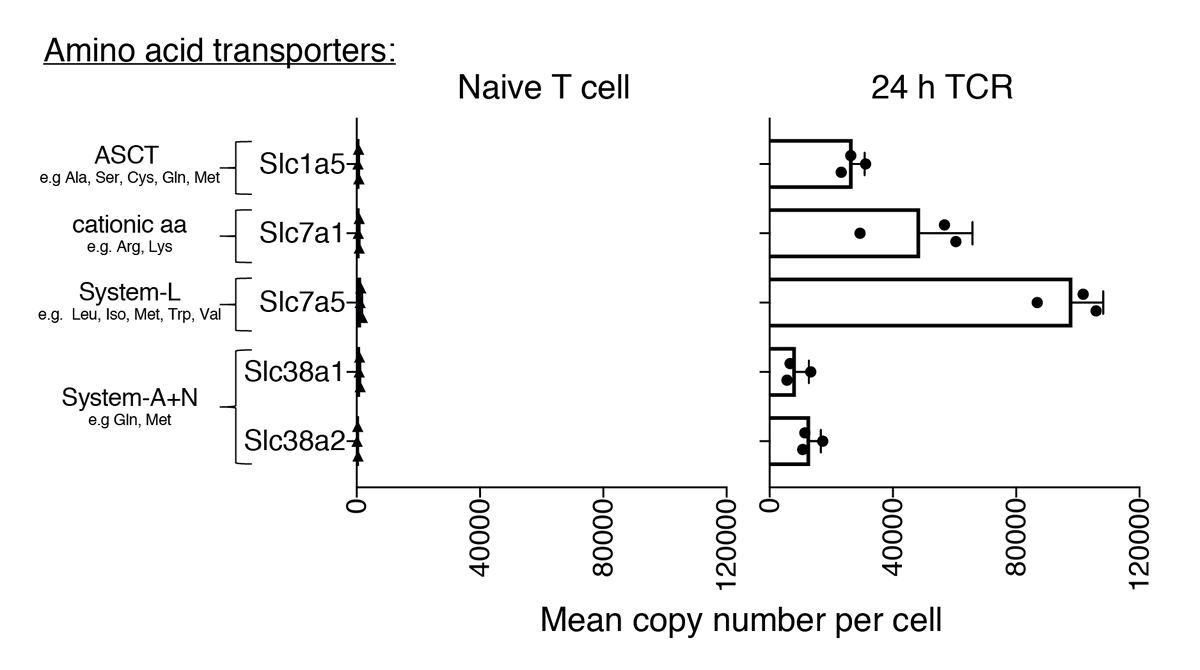 3) Protein turnover is measured by SILAC - heavy amino acids are transported into the cell and incorporated into new proteins. But naïve T cells have very low levels of amino acid transporters! See  https://doi.org/10.7554/eLife.53725 Could protein turnover be even faster than measured here?