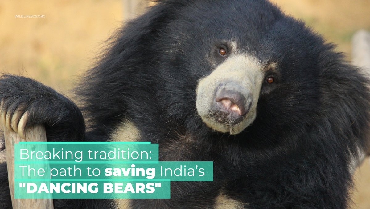 Global_Heroes_m's tweet photo. In Northern India, impoverished tribes rely on #beardancing to generate income for their most basic needs. @WildelifeSOS knows that #animalexploitation is rooted in #poverty, so they're helping to break the cycle.
Read more: https://t.co/4KABLv21iS
#slothbears #animalrights https://t.co/lmJEXm7zml