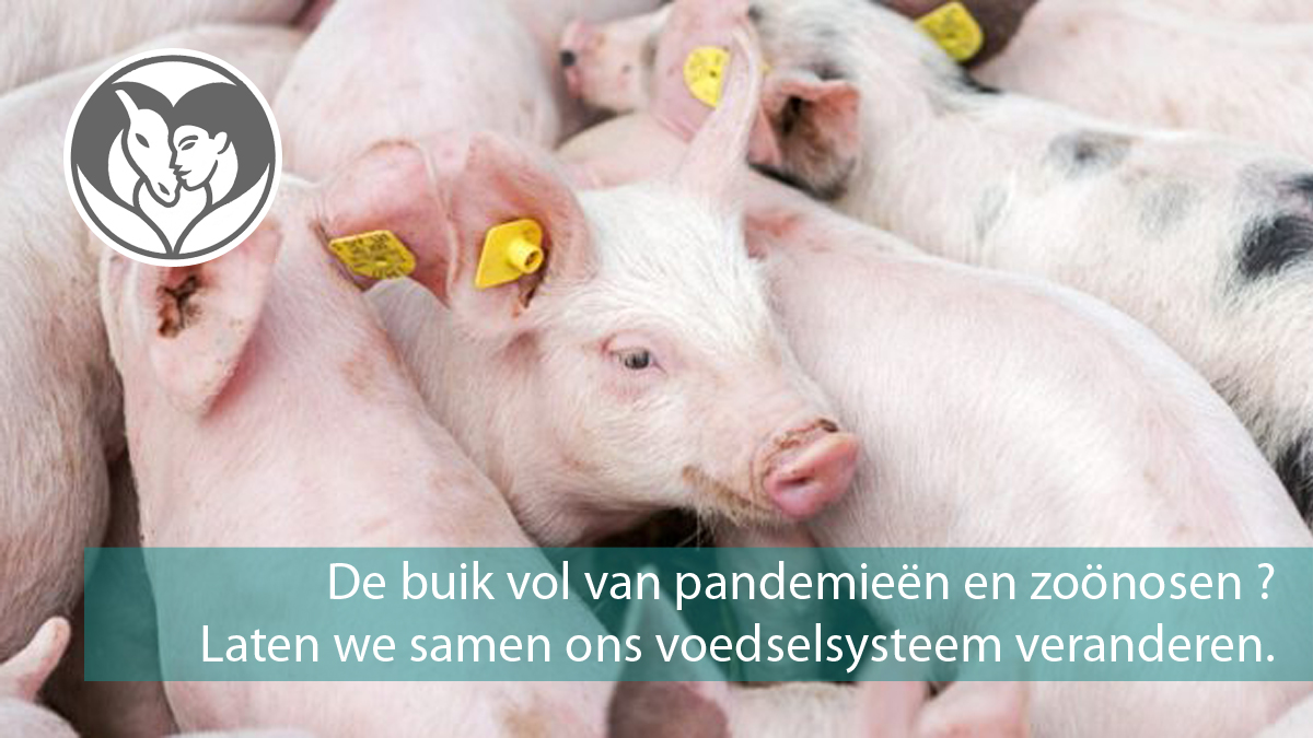 DierAnimal tweet media