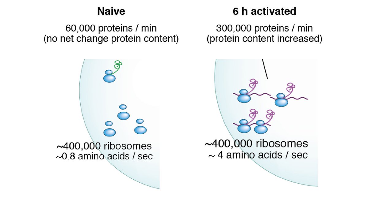 6) Calculations to work out proteins synthesised/min, # of ribosomes and therefore # aa/min/ribosome during T cell activation. Though ribosome number doesn’t change in the first 6 hours they go from idle to actively translating - This is how T cells can get going so quickly!