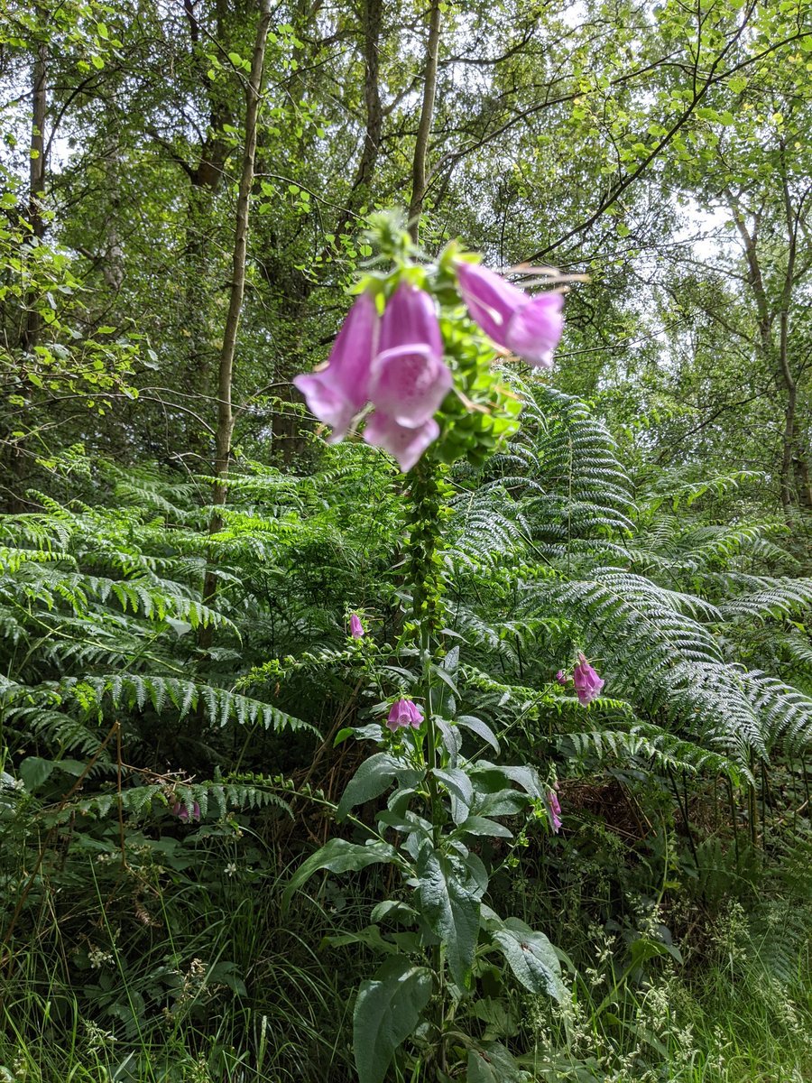 SuzW2014's tweet photo. #walking #therapyinnature 💚💙🙏 https://t.co/nQLpx4uX7n