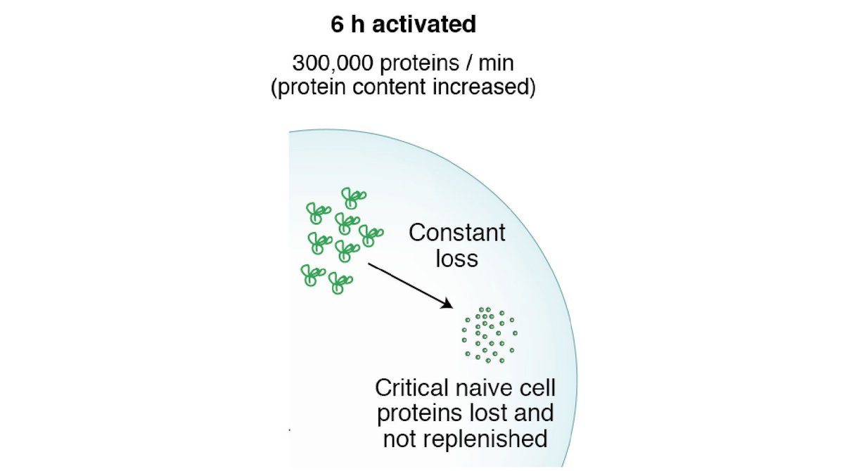 5) Many of the quickly turning over proteins in naïve T cells are lost during T cell activation – could this constant turnover be a ‘passive’ mechanism to ensure these proteins are destroyed when T cells activate?