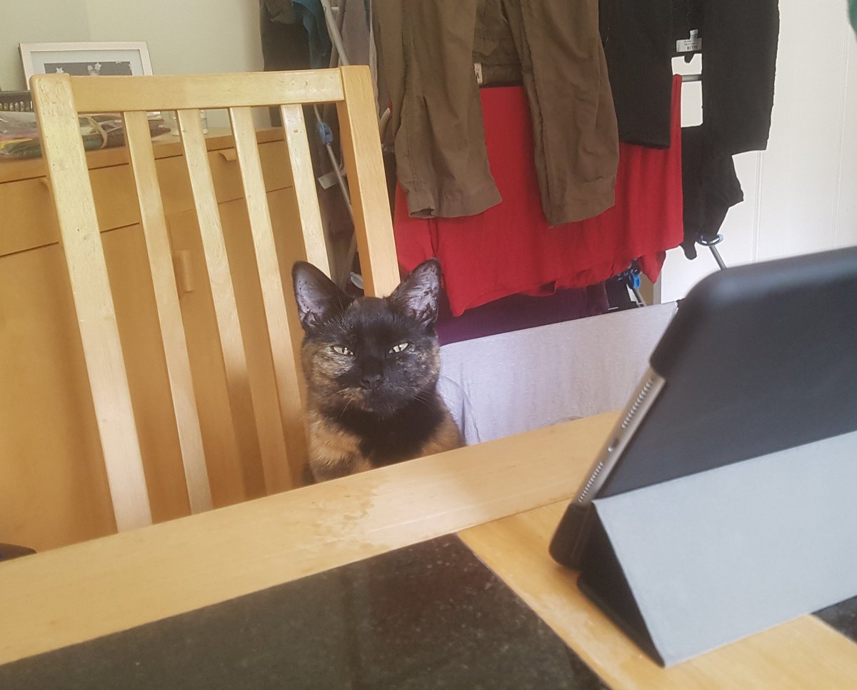 This isn't our cat is reading our ipad