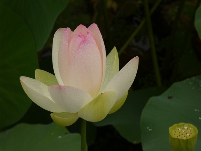 টুইটারে #舞妃蓮 হ্যাশট্যাগ