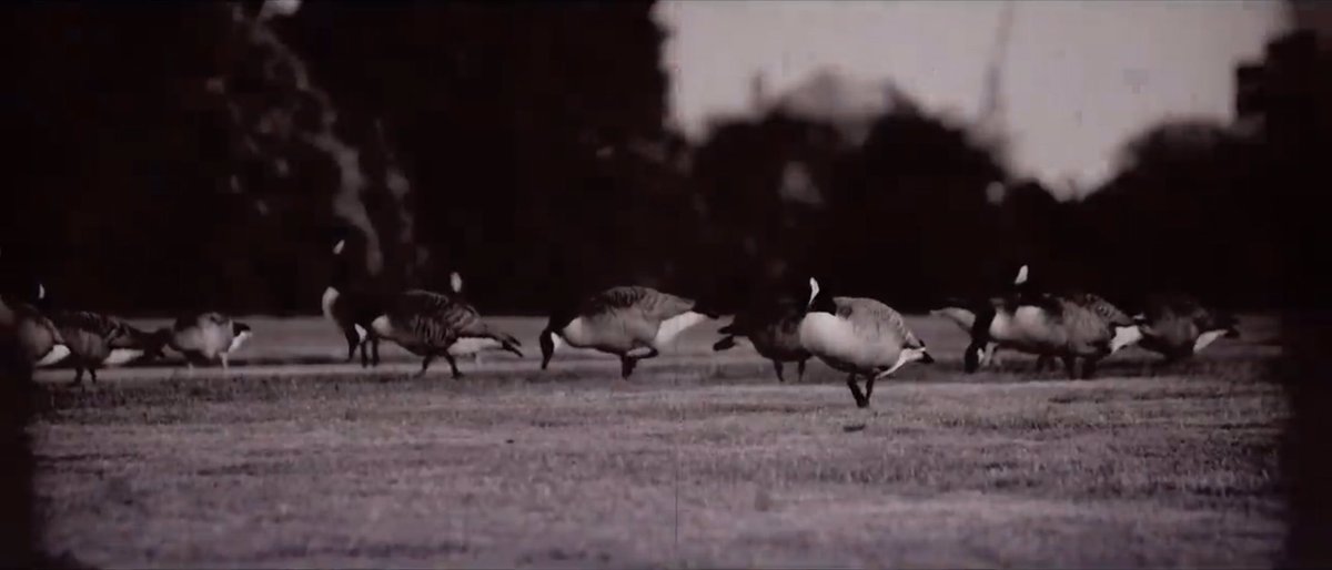 It does feel like he was trying to go back in time in the MV. We also start to see shots of different kinds of birds through Taehyung’s lens, as if searching for the blue parrot all this time, but we know that such bird will not appear before anyone else’s eyes, not Taehyung’s.