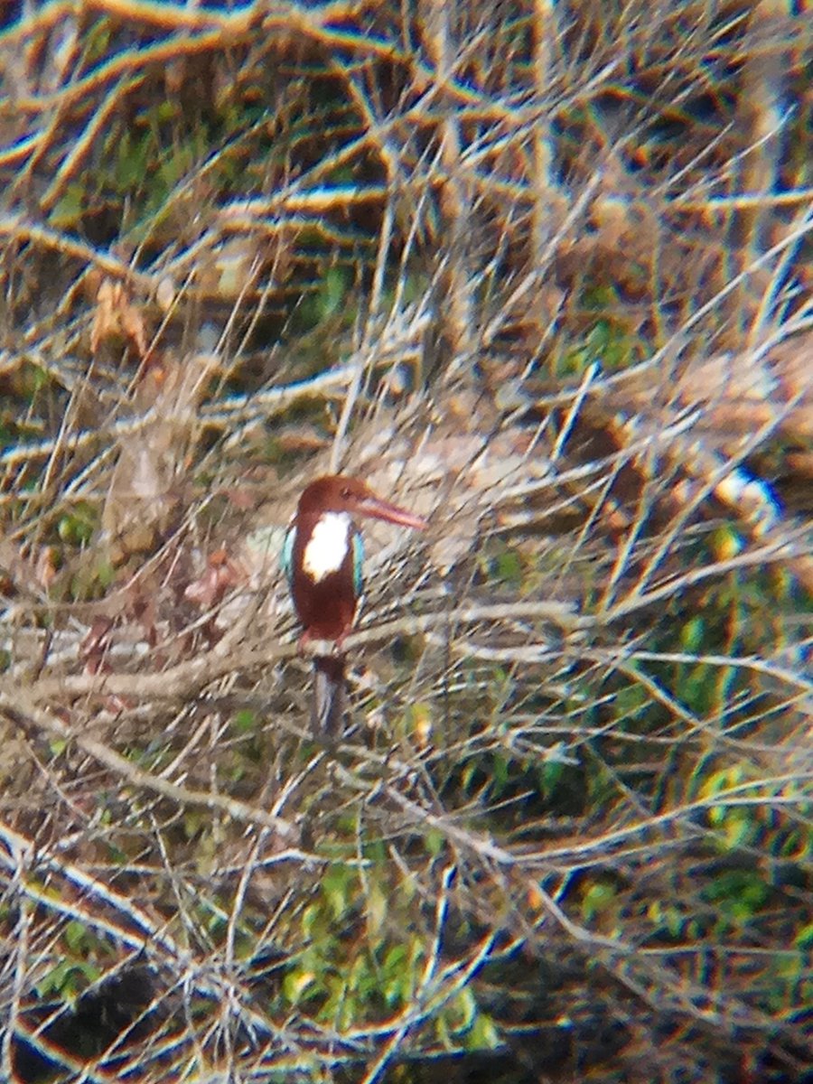 WHITE-THROATED KINGFISHER (Halcyon smyrnensis)When I was pedalling on the side of UTM lake, i was lucky to struck this bird resting on a tree. Covered in brownish colour, white throat and an electric blue wings plus its unique beak.it. is. beautiful.