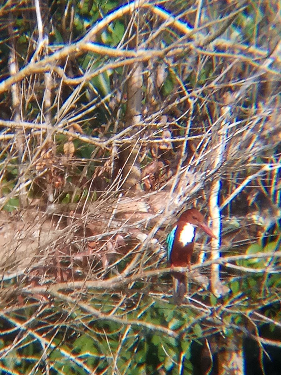 WHITE-THROATED KINGFISHER (Halcyon smyrnensis)When I was pedalling on the side of UTM lake, i was lucky to struck this bird resting on a tree. Covered in brownish colour, white throat and an electric blue wings plus its unique beak.it. is. beautiful.