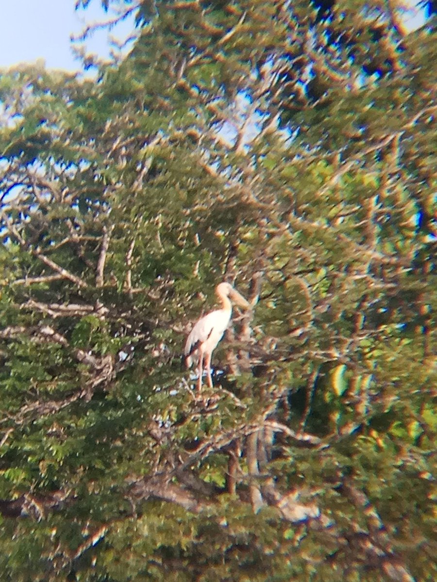 I'm not sure what this is, but most probably PAINTED STORK or MILKY STORK from the ciconiidae family. Saw this bird majestically flew above a lake.