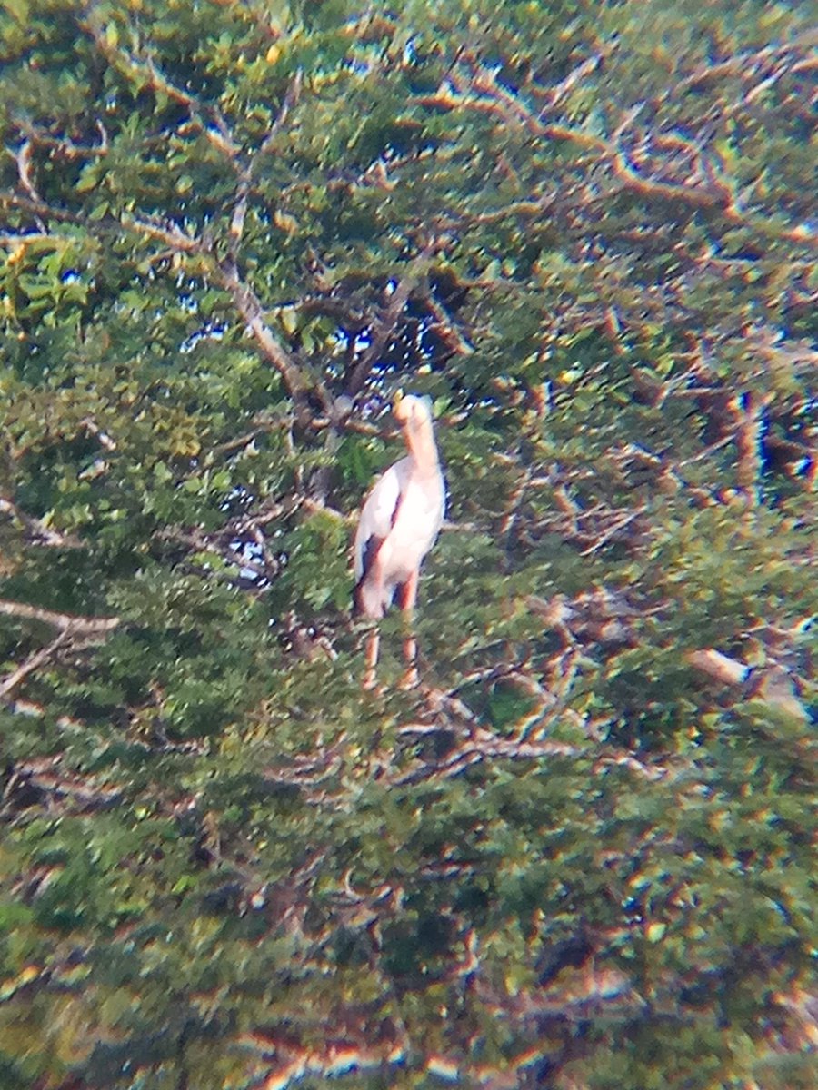 I'm not sure what this is, but most probably PAINTED STORK or MILKY STORK from the ciconiidae family. Saw this bird majestically flew above a lake.