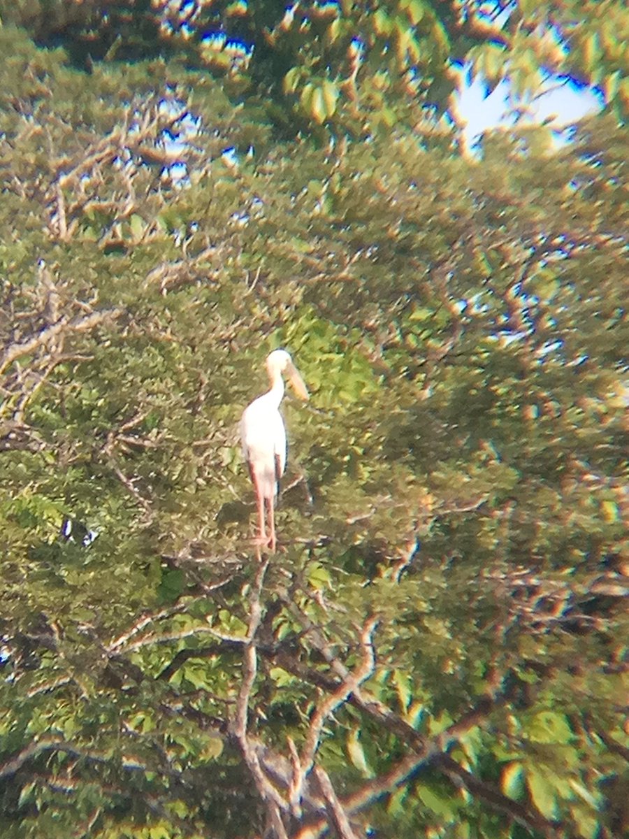 I'm not sure what this is, but most probably PAINTED STORK or MILKY STORK from the ciconiidae family. Saw this bird majestically flew above a lake.