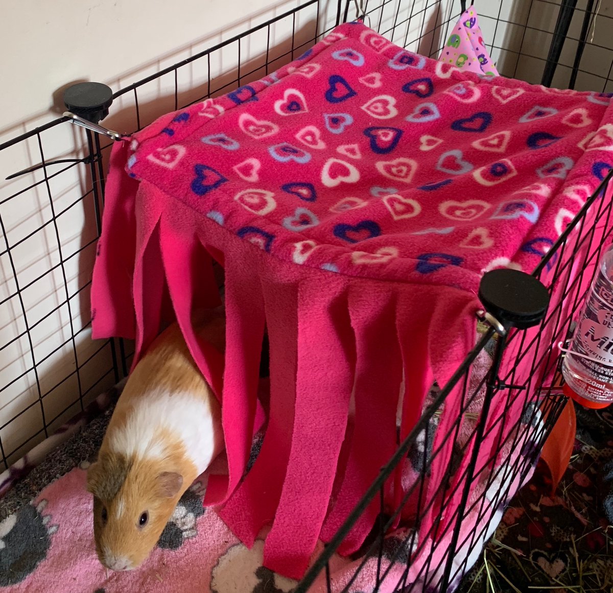 SnugglePets's tweet image. Check out our Guinea Pig 4 sided jungle - a treat for those spoilt piggies 🐾🐾
Pictured is a 14” x 14” to fit a grid cage and costs just £14.99 plus p&amp;amp;p but I can make these bigger or smaller &amp;amp; have a nice range of patterned fleece for you to choose from. Pop me a message. 🥰🐾