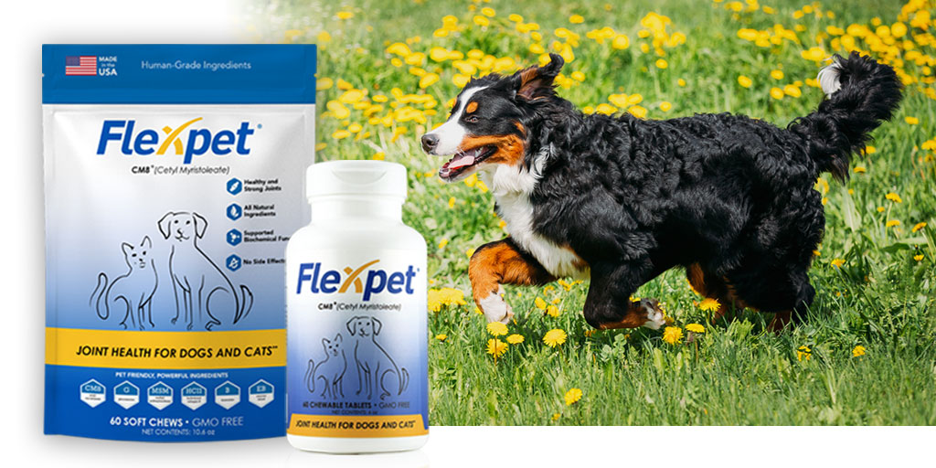 flexpet for dogs
