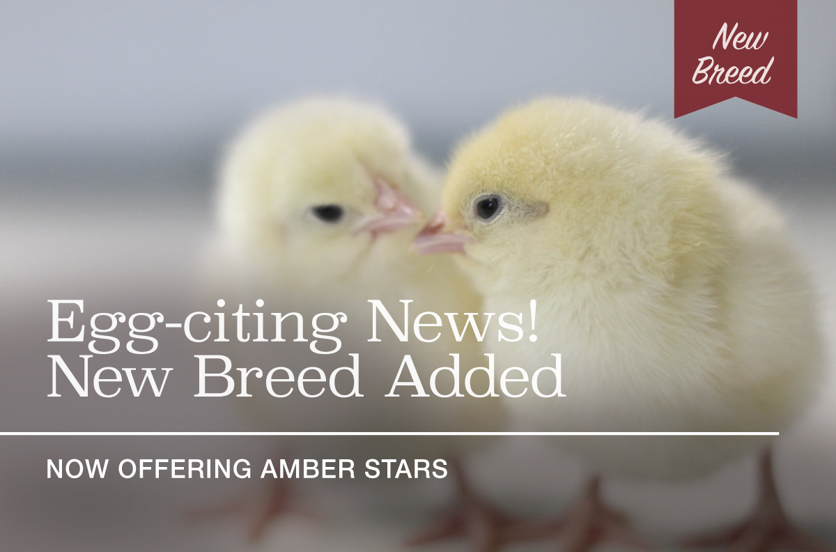 MurrayMcMurray's tweet photo. NEW Brown Egg Layer! | Amber Stars
https://t.co/UqaEMPmdCD
We're excited to announce we are offering the Amber Star — aka the #Amberlink. Similar to a #RedStar, but a white bird w/ red flecking. These friendly birds are well-rounded #brownegglayers. LIMITED NUMBERS AVAILABLE https://t.co/ZDouj2aoxE
