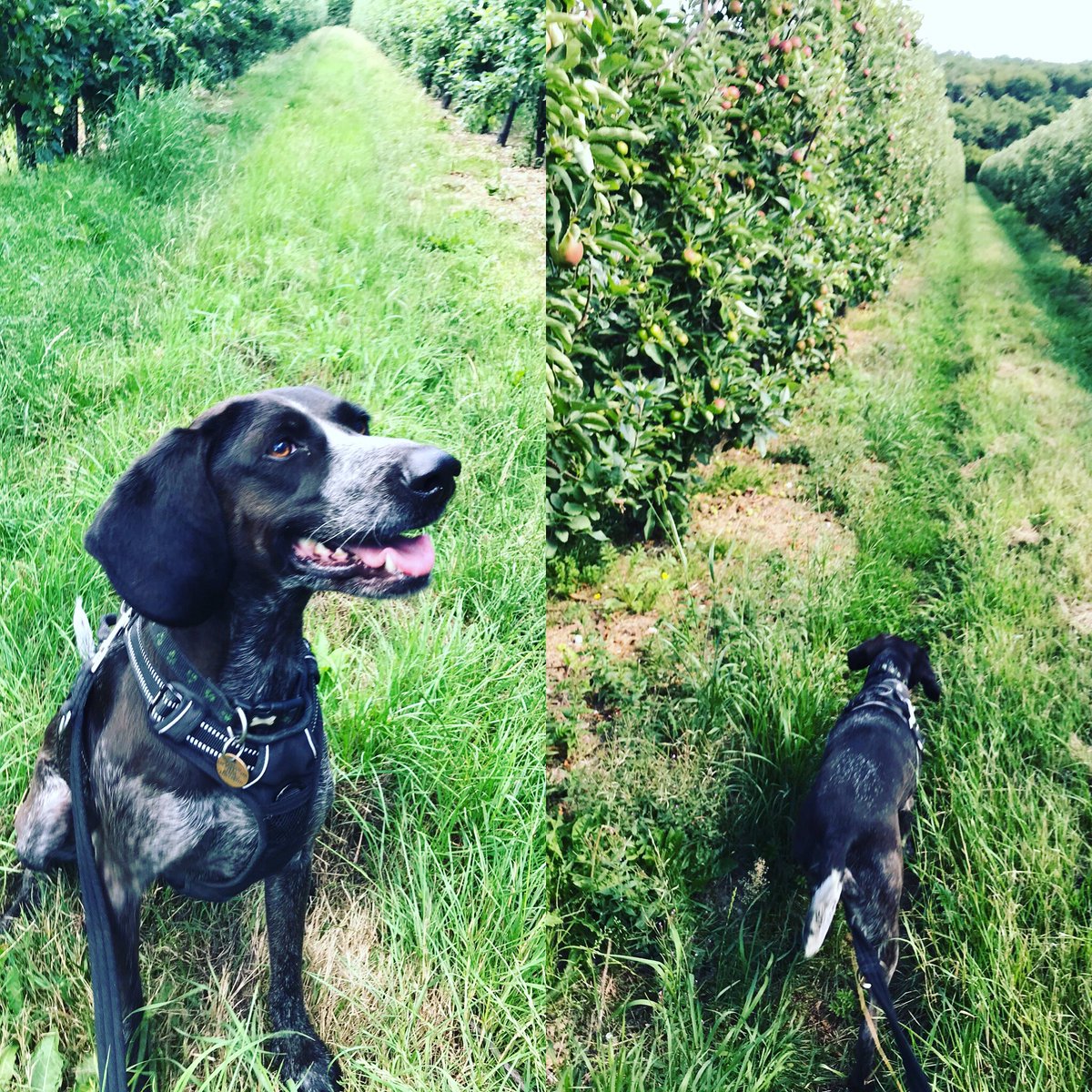 elvertonfarms's tweet photo. Out checking the orchards today with Nellie. Thinning of our dessert varieties is well underway now to ensure we have the right size and quality of fruit come harvest time. #britishapplesandpears #kentfruit #farmdog #gala #cameo #jonagold #harvest2020 https://t.co/6NVZdu0lsG