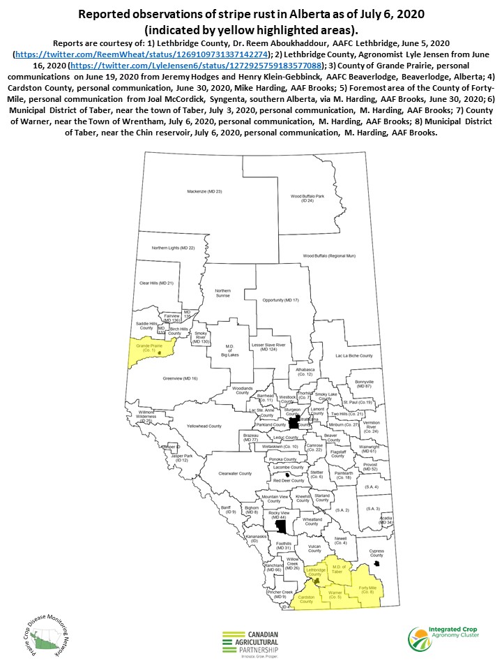 On July 6, 2020, Mike Harding from AAF Brooks reported two more observations of stripe rust in southern Alberta. Stripe rust has been observed in the County of Warner, near the Town of Wrentham, July 6, 2020 and in the Municipal District of Taber, near the Chin reservoir.