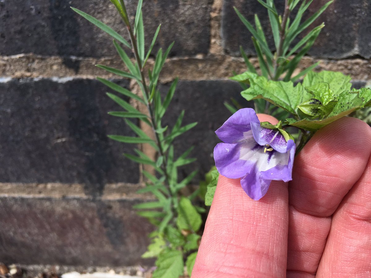 Apple-of-Peru (Nicandra physalodes)  #pavementplants