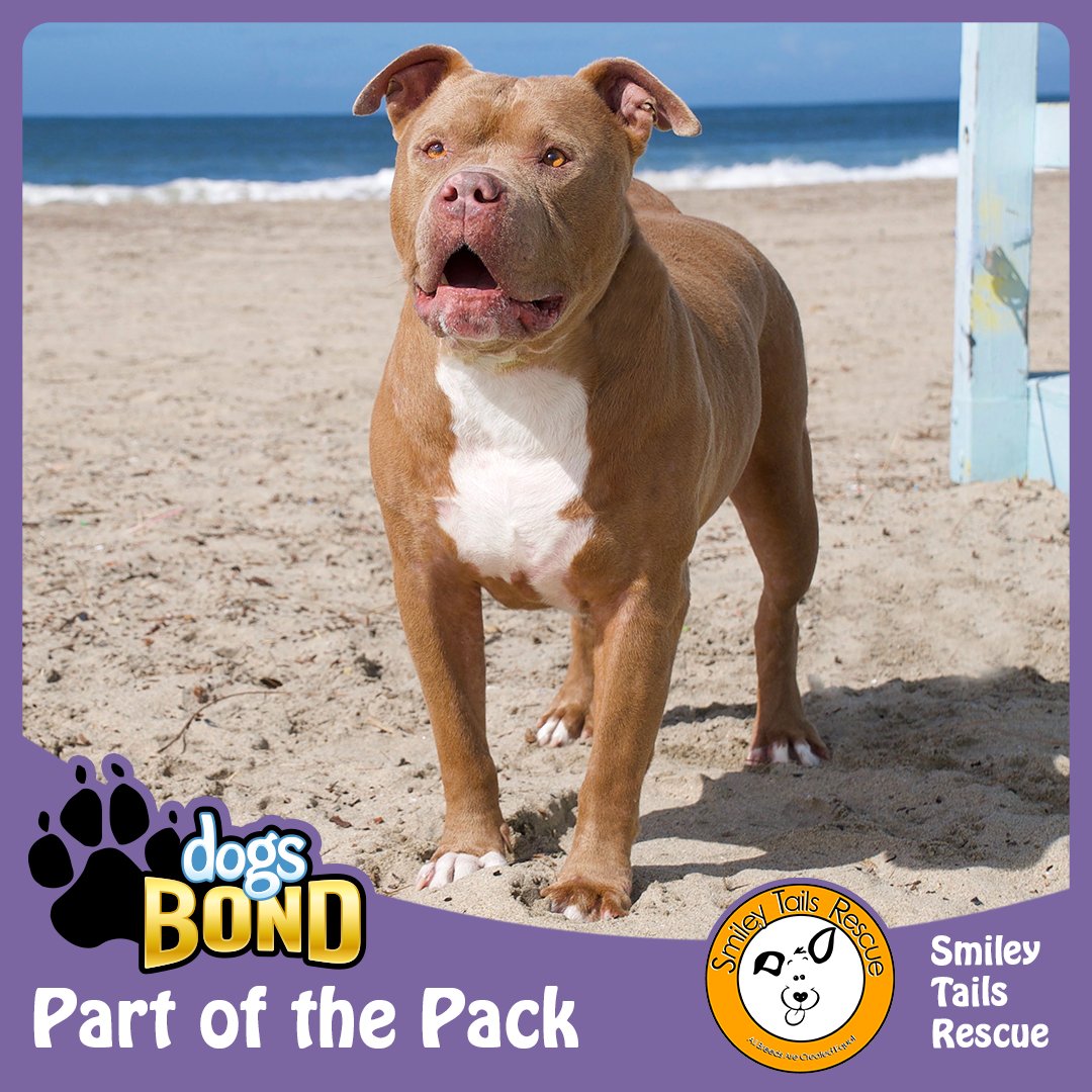 SmileyTailsResQ's tweet photo. We are so excited to be a part of @DogsBONDgame!  We have some exciting news coming.....#StayTuned  #dogsbondgame #allbreedsarecreatedequal #pitbulls #pitbullsrule #RescueDogs #rescuedogsofinstagram #RESCUES https://t.co/dGalNQKPyl