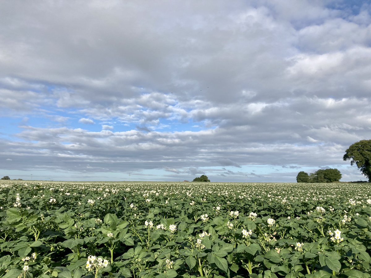 WildAnglia's tweet photo. Mornin all  just a day of sky’s today awesome clouds and awesome light keep an eye to the sky this week I think we are in for a corker of a week for sky’s Woofer,  nah head down a trottin and a sniffin 😀 https://t.co/zhIDpg3K1K