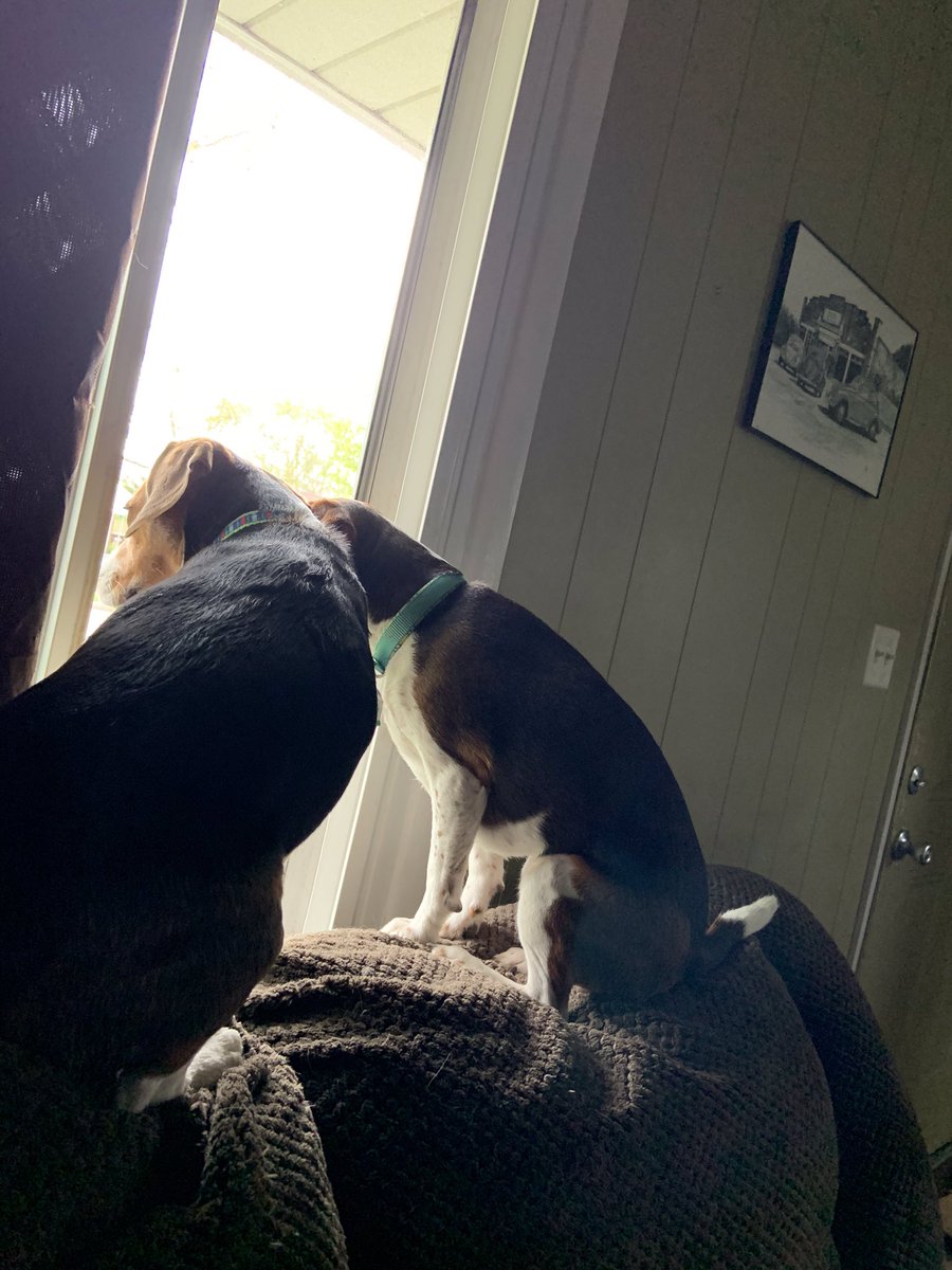ConnAndBellaBea's tweet photo. Day 4 of 7 in the life of Connor & Bella Bea
Squirrel surveillance day 538: On the move, organized and have the numbers. We are patiently watching & waiting for the perfect time to strike. Well, if mom would just open the darn window! #beagle #darnsquirrels #beagleninjas https://t.co/SK8ArBTSom