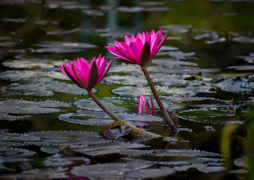 jigarkanjariya4's tweet photo. Lotus🌷.
.
.
#nikonasia #nikonphotography #nikon #ngtindia #knowfurther #wildlifeindia #shutterhubindia #bbcwildlifepotd #flowerphotography #flowers🌸 #lotus #gun_eat #gujarsourav #jin_999 #thepixelpage #bird #shutterhub_wala #carvinglens #jkclick #cli… https://t.co/the6lFKiyA https://t.co/dwa6V6Tm91